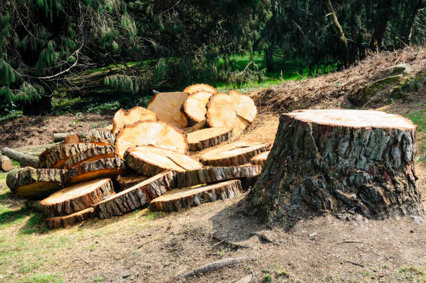 Reliable White Meadow Lake, NJ Tree Care Solutions